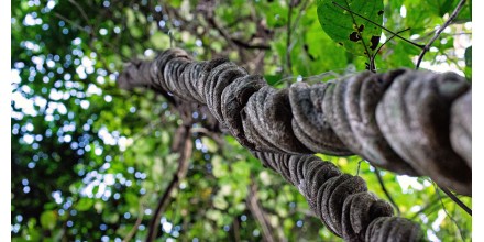 La Ayahuasca, una Puerta a la Neurogénesis y Posibles Terapias Psiquiátricas