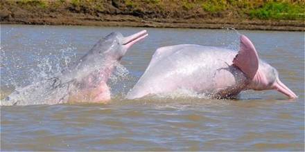 El delfín rosado, un símbolo de la Amazonía, está en peligro de extinción