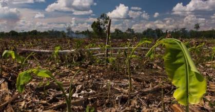 Perú: El modelo agrícola impulsa la deforestación en la Amazonía 