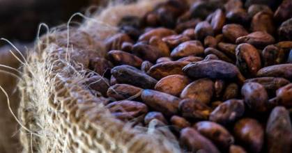 El precio del cacao cayó a $ 5.621 por tonelada