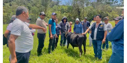 Capacitación impulsa prácticas de ganadería sostenible en productores de Napo