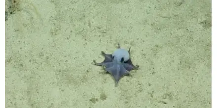 Descubren en Galápagos una nueva especie de pulpo azul de aguas profundas