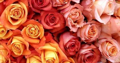 La exportación de flores cayó 8 % 