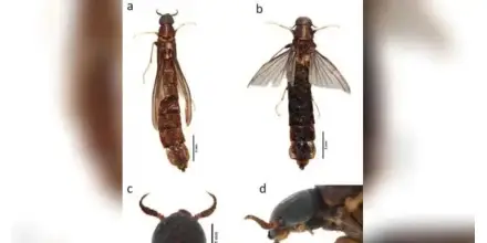 Registran por primera vez en Ecuador un escarabajo que perfora madera y cultiva hongos