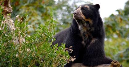 El MAE investiga la muerte de un oso de anteojos en Morona Santiago