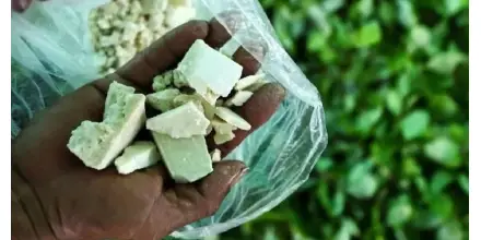 Condenan a 19 años de prisión a hombre por tráfico de drogas en Orellana