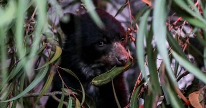 Todos los osos andinos de Ecuador son de la misma población genética