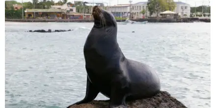 Ecuador se suma a países que ajustaron tarifas de ingreso para visitantes internacionales 