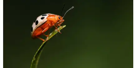 9 especies de mariquitas fueron descubiertas en Galápagos