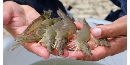 Ecuador multiplica por diez su industria camaronera y consolida liderazgo mundial