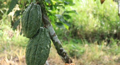 La FAO aplaude el proyecto de Ecuador para producir más cacao y aguacate