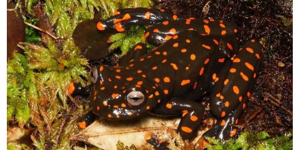 Dos nuevas especies de ranas fueron descritas en la cuenca alta del río Napo