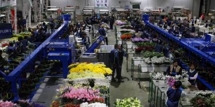 Exportaciones de flores colombianas impulsan operaciones logísticas por San Valentín