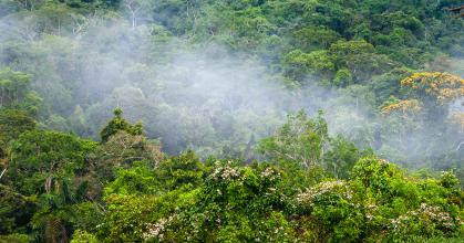 Descubren nueva especie de árbol en cordillera amazónica fronteriza entre Ecuador y Perú