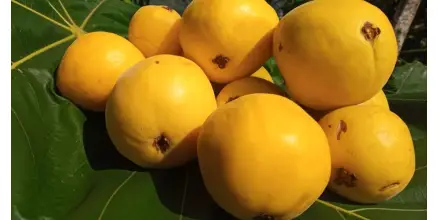 Arazá: qué es, para qué sirve y por qué esta fruta amazónica de Colombia es un tesoro de la biodiversidad