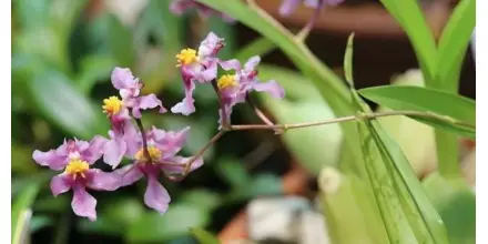 Nuevas orquídeas descubiertas evidencian la alta fragilidad de los ecosistemas ecuatorianos