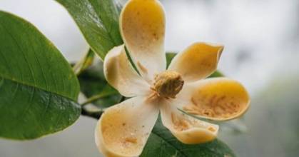 Fragancia Magnolia mashpi se extrae de manera innovadora 