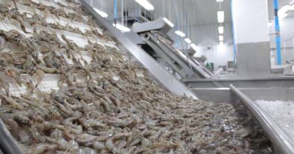 Colombia reabrió el mercado para el camarón ecuatoriano