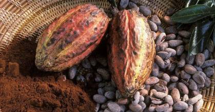 El precio del de cacao alcanzó $ 7.837 