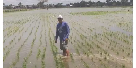 MAGP abre registro para compra directa de arroz a pequeños y medianos productores