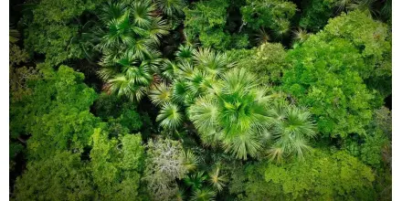 Perú: Gobierno articula acciones para frenar la deforestación en la Amazonía