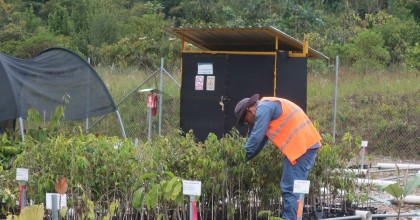 Científicos contratados por Lundin Gold trabajan con semillas y plantas en Zamora