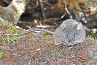 Registran nueva especie de ratón endémico en Ecuador