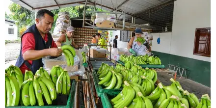 Exportaciones de banano enfrentan crisis logística por conflicto en Medio Oriente