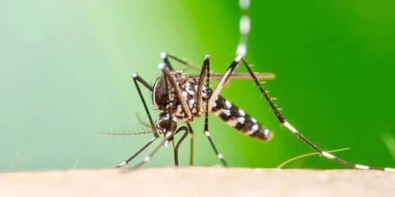 Ecuador registra cinco casos importados de Chikungunya desde Cuba