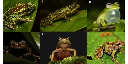 Publican boletín sobre ranas arlequín en Pastaza y su situación en la Amazonía