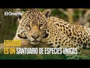 Día mundial de la Tierra: la importancia del medio ambiente en Ecuador