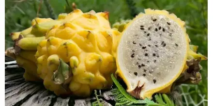 Acuerdo con Corea del Sur abre oportunidades para nuevos productos ecuatorianos