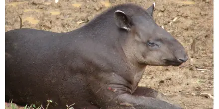 Estudio sobre la conservación del tapir de montaña fue presentado en EE.UU.