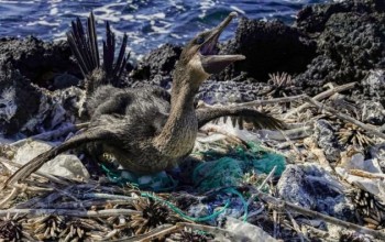 El Plástico amenaza la vida en las Islas Galápagos