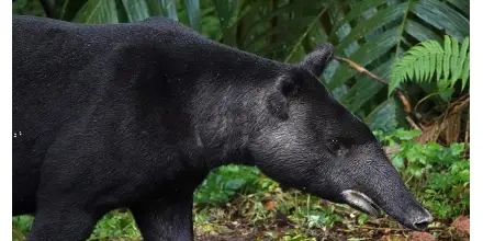 Colombia celebró el Día Mundial de la Danta