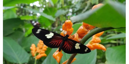 Dedalma se ha convertido en un refugio de mariposas en Pastaza 
