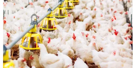 Aranceles entre Ecuador y Colombia elevan costos de la industria avícola