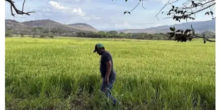 Colombia: Productores de arroz y Gobierno acordaron levantar paro nacional