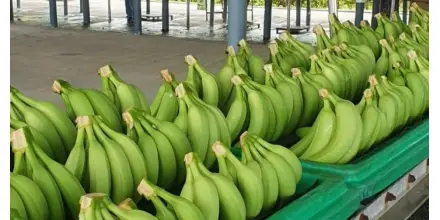 Exportadores solicitan ajustes al toque de queda para evitar impacto en la producción