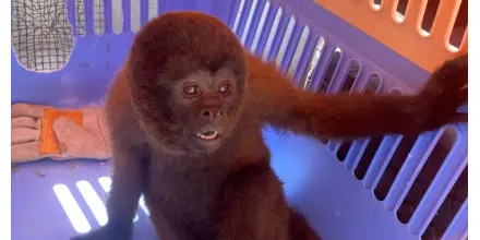 Redes de tráfico de fauna silvestre operan desde la Amazonía 