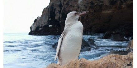 Avistan en Galápagos un pingüino con leucismo