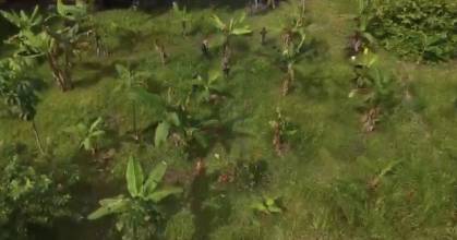 Las Fuerzas Armadas destruyeron plantación de coca en Sucumbíos