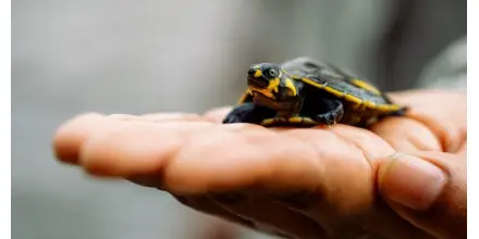 Mujeres siekopai lideran la recuperación de tortugas charapa en la Amazonía ecuatoriana