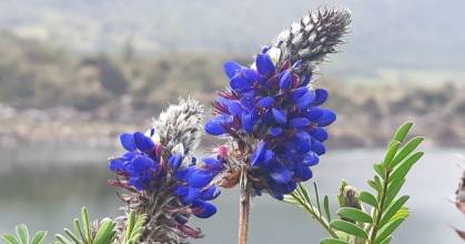 Estudio resalta papel clave de planta andina nativa en conservación de abejas