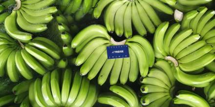 Las exportaciones de banano registraron un repunte en octubre