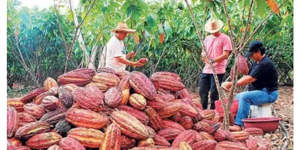 Cacao huilense proyecta recuperación pese a desafíos en esta importante región de Colombia