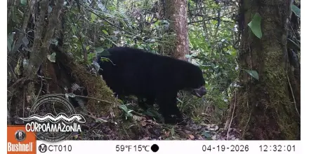 Confirman presencia del oso andino en Putumayo, Colombia