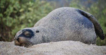 Galápagos lanzó plan para la protección del lobo marino