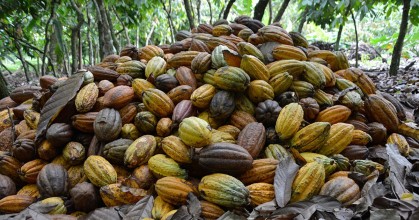 El precio del cacao se encuentra sobre los $ 7.000 en el mercado internacional