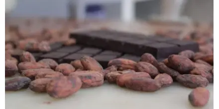 Caída en exportaciones de cacao responde a ajuste de precios internacionales